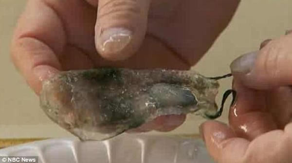 该生物呈透明状