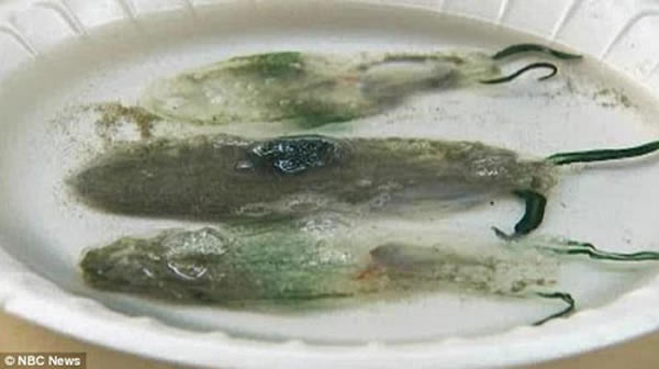 该生物出现在太平洋北部,属于奇怪的现象