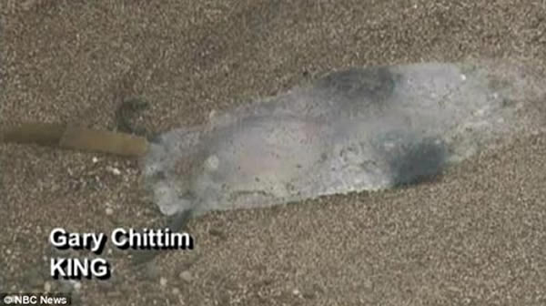 在环境变迁的影响下,樽海鞘漂洋过海