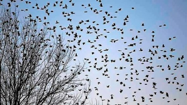 美国肯塔基州小镇哈肯斯维今年冬天出现数百万只欧洲八哥及燕八哥