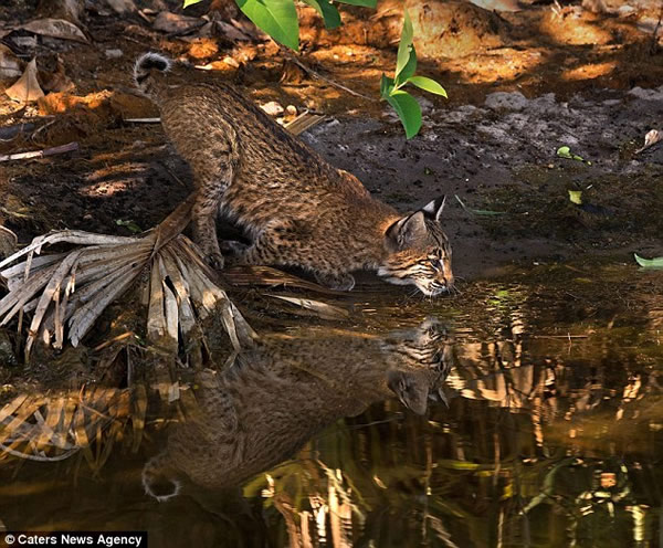 ɽè�ӱ���ˮ�����㲶ʳ