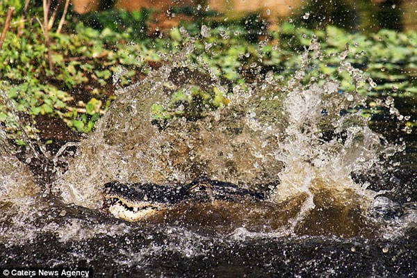 ɽè�ӱ���ˮ�����㲶ʳ