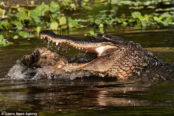 ɽè�ӱ���ˮ�����㲶ʳ