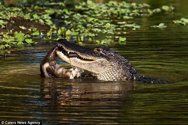 ɽè�ӱ���ˮ�����㲶ʳ