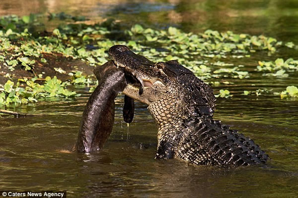 ɽè�ӱ���ˮ�����㲶ʳ