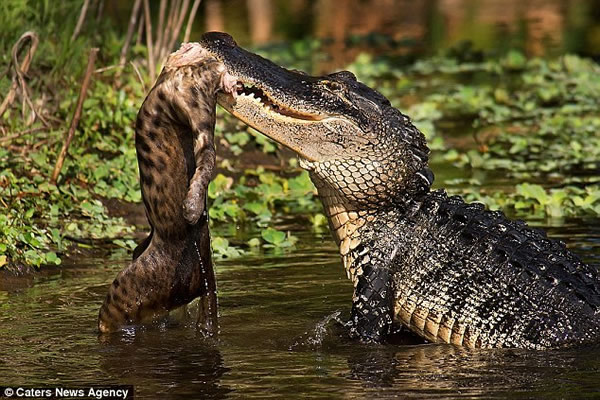 ɽè�ӱ���ˮ�����㲶ʳ