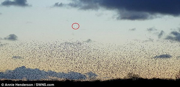 野生动物摄影师安妮在英国萨默塞特郡阿瓦隆沼泽自然保护区上空拍摄到神奇的陨星