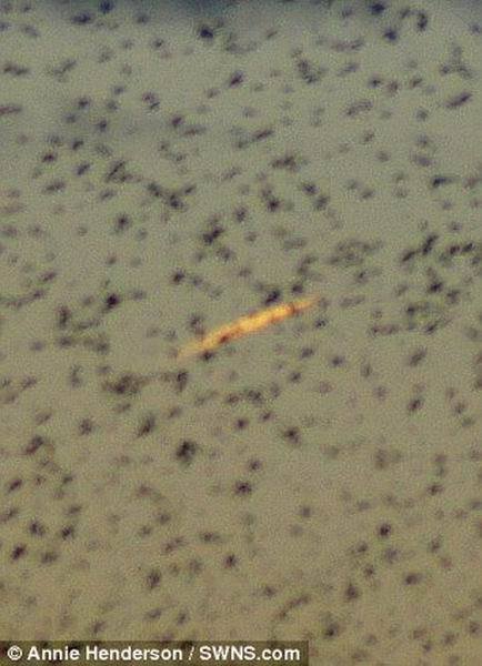 远距离拍摄显示这颗陨星主体部分有燃烧的气体