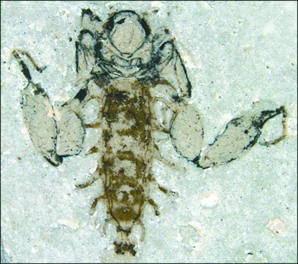 一只个头较大的雄性侏罗纪蚊子化石