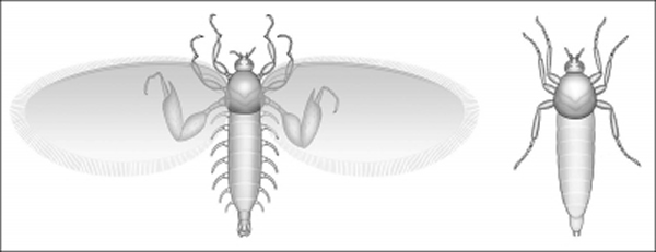 雄性侏罗纪蚊子复原图
