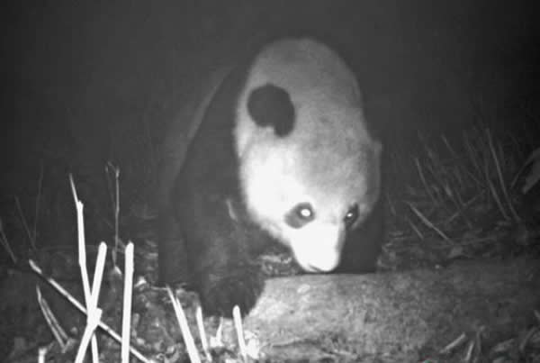 �Ĵ����ߴ�綥���Ҽ���Ȼ�������ٴ����㵽Ұ������èͼ��