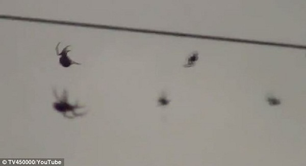 专家称这种蜘蛛经常集体结网捕食