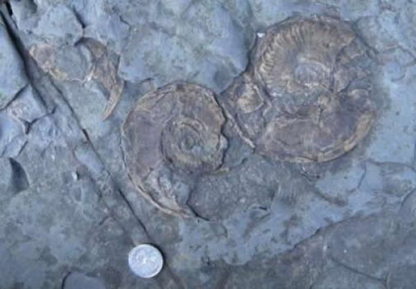 早侏罗世的菊石化石