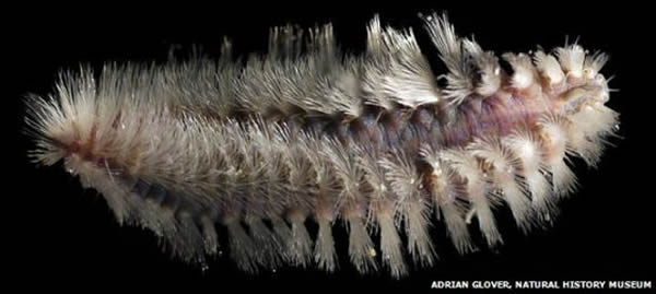 虽然深海热液口附近的环境十分恶劣,但这里却是众多奇妙生物的家园,就如图中这只多毛虫(又称管虫、管蠕虫)