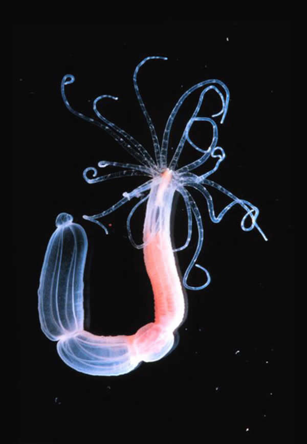 꺣Nematostella polyp