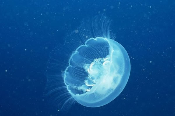 大洋中存在各种类型的海洋生物,在不同深度都有相应的生物生存