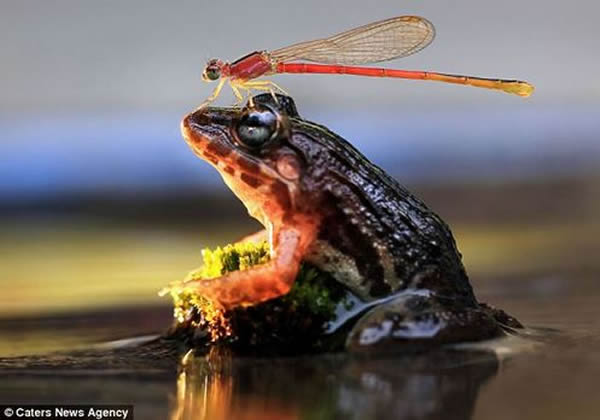 ӡ��һֻ����վ������ͷ��