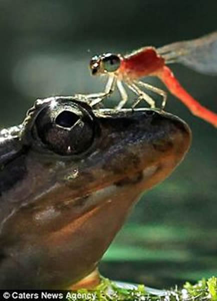 ӡ��һֻ����վ������ͷ��