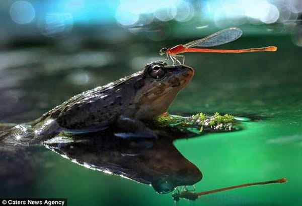 ӡ��һֻ����վ������ͷ��