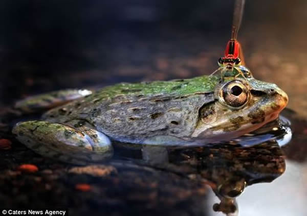 ӡ��һֻ����վ������ͷ��