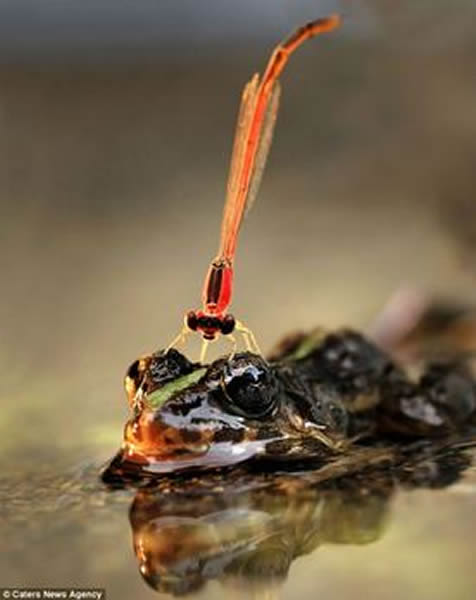 ӡ��һֻ����վ������ͷ��