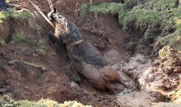 英国一只公马陷入泥潭终获救