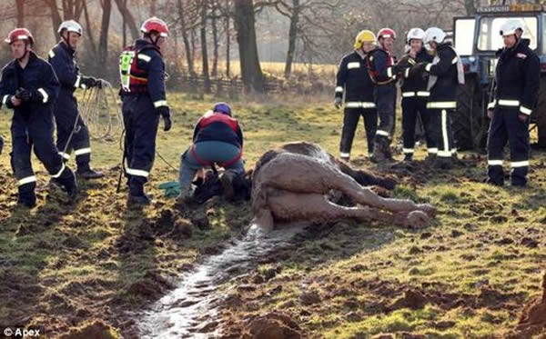 英国一只公马陷入泥潭终获救