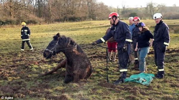 英国一只公马陷入泥潭终获救
