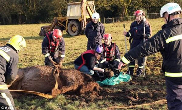 英国一只公马陷入泥潭终获救