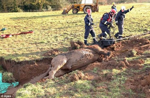 英国一只公马陷入泥潭终获救