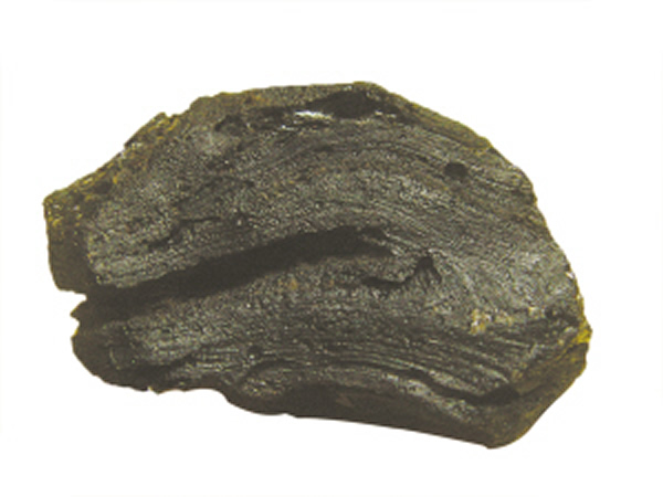 状如大脑的雷公墨