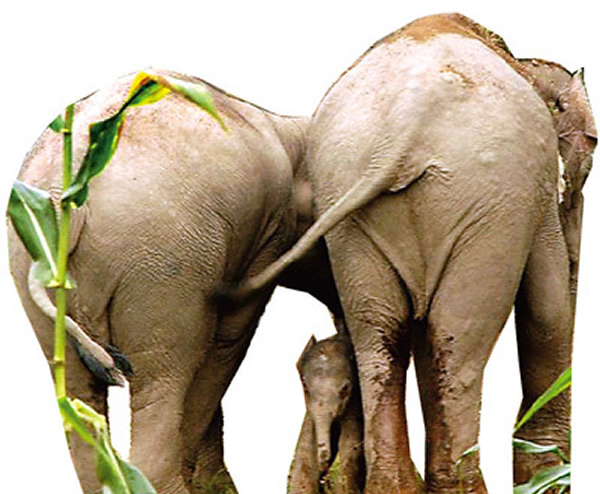 Ұ�������׵�����±���