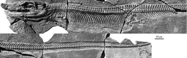 双列齿凹棘龙(Concavispina biseridens)正型标本