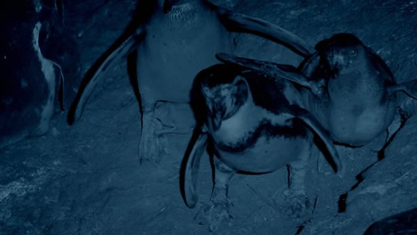 ���㵽��Ѫ������ʳ�鱤������