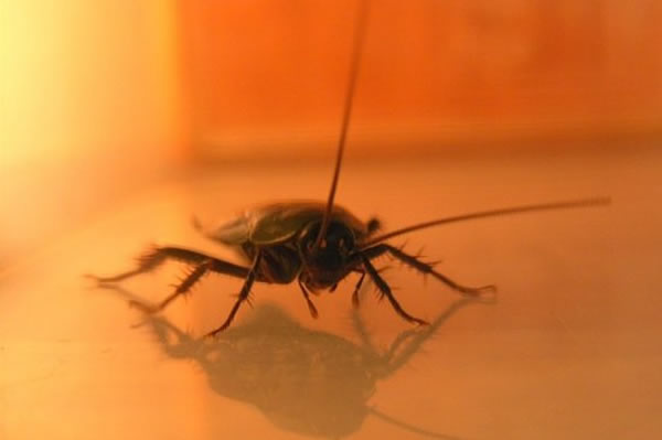 ����뱻�Ӳ����Ƽ�֮������������ϵͳ��Ԥ�ڷ�Ӧʱ������������