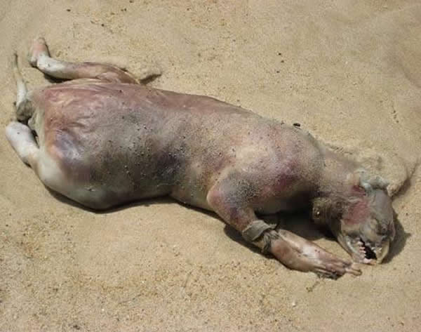 2012年美国纽约海滩出现的“曼哈顿怪兽”