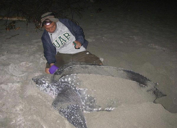 研究人员在给一只产蛋的母棱龟添加标签