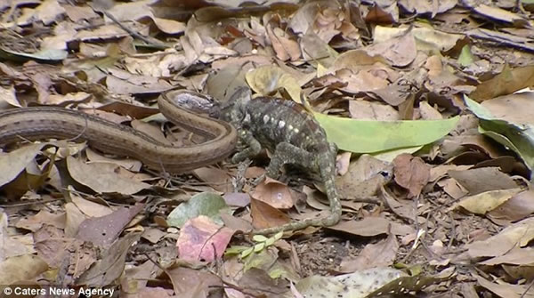 ������ɱ��ɫ��