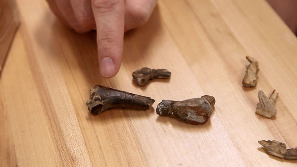 恐龙股骨化石中嵌入了一颗鳄形类牙齿