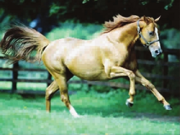 阿哈尔捷金马被中国人称为“汗血宝马”