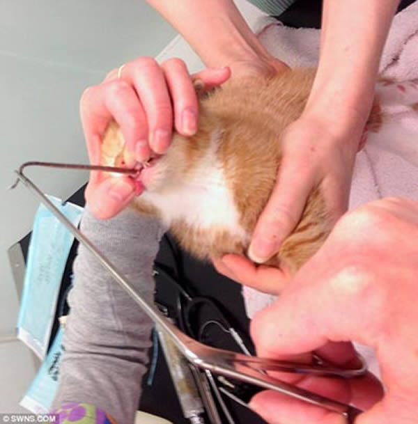 兽医将老鼠尾巴从索克斯的嘴里拔出