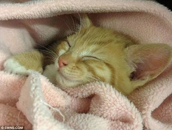 八周大的猫咪索克斯