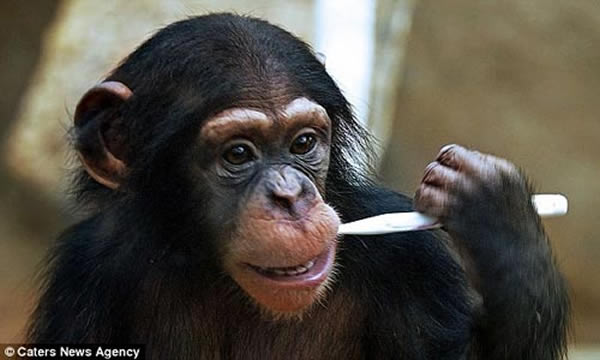 动物园小猩猩学人类刷牙