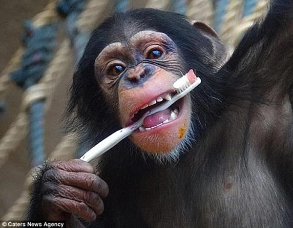 动物园小猩猩学人类刷牙