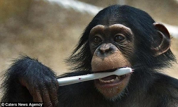 动物园小猩猩学人类刷牙