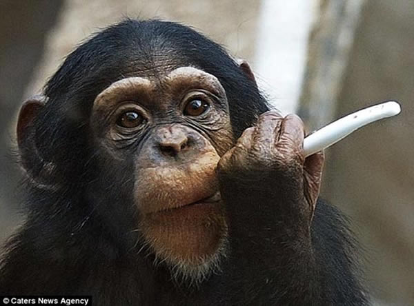 动物园小猩猩学人类刷牙