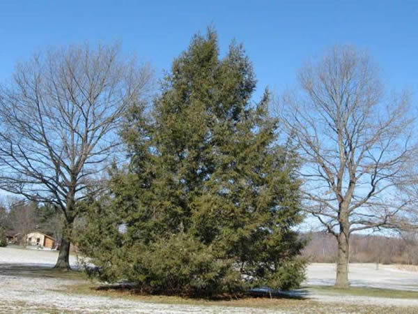 ���ϵ���ɼ�����������ǶԹ�ȥ�����Լ�ɭ�ֱ仯���˽�