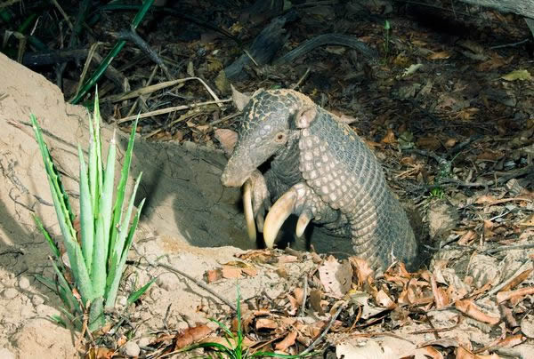 ������ѧ�ҽ�����������״��ĵ�������������