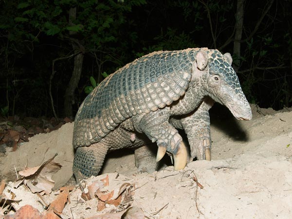 ������ѧ�ҽ�����������״��ĵ�������������