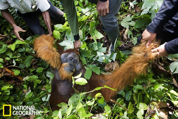 拯救苏门答腊猩猩:盗猎者杀死母亲夺取幼崽